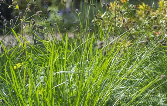 Grünes Kopfgras Grünes Kopfgras