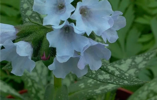 Großgeflecktes Garten-Lungenkraut 'Opal' Großgeflecktes Garten-Lungenkraut 'Opal'