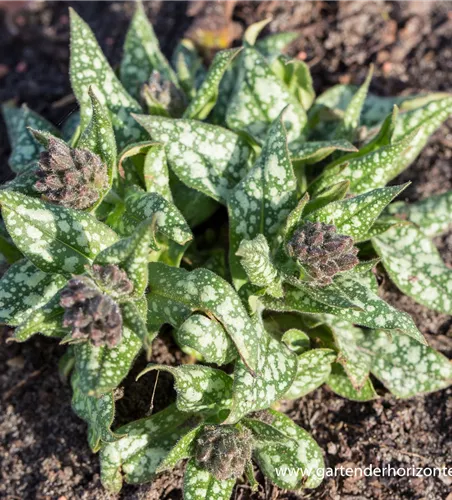 Großgeflecktes Garten-Lungenkraut 'Trevi Fountain'® Großgeflecktes Garten-Lungenkraut 'Trevi Fountain'®
