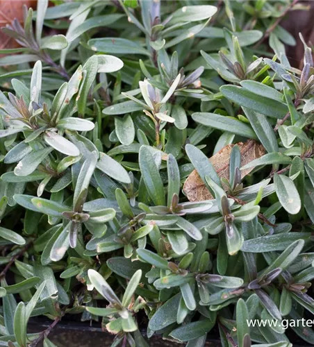 Heide-Nelke Heide-Nelke