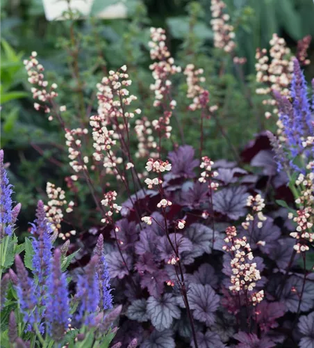 Heuchera x cult. CITY-Ser.'Shanghai' Heuchera x cult. CITY-Ser.'Shanghai'