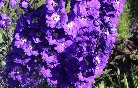 Hoher Rittersporn Hoher Rittersporn