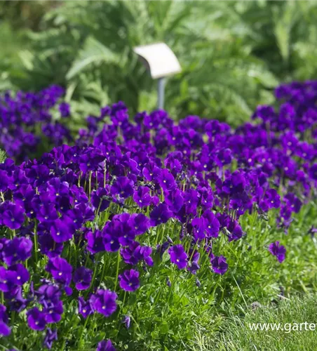 Horn-Veilchen Horn-Veilchen