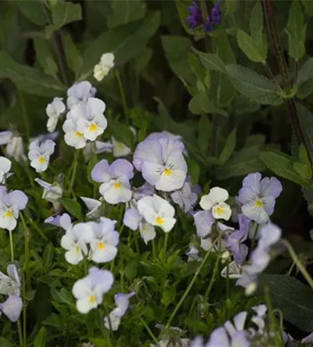 Horn-Veilchen Horn-Veilchen