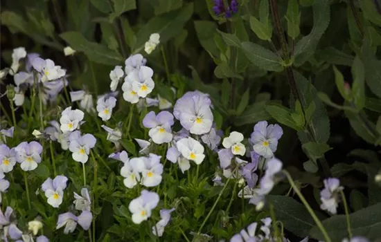 Horn-Veilchen Horn-Veilchen