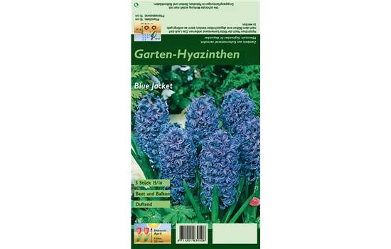 Hyazinthe 'Blue Jacket'