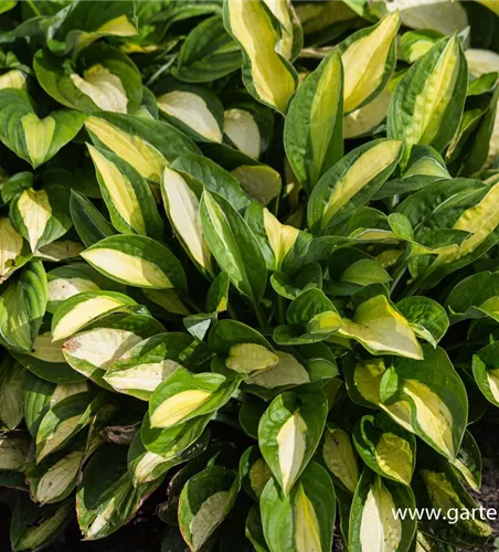 Hosta x fortunei 'Gypsy Rose' Hosta x fortunei 'Gypsy Rose'