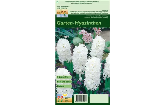 Hyazinthe 'Carnegie'