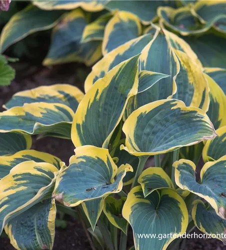 Hosta x tardiana 'First Frost' Hosta x tardiana 'First Frost'