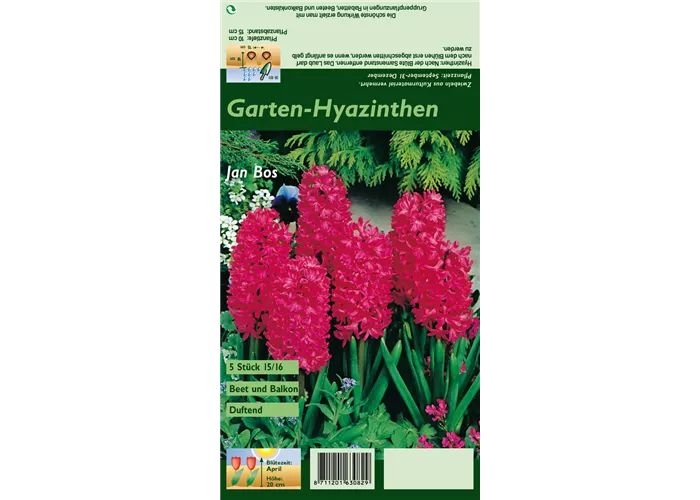 Hyazinthe 'Jan Bos'