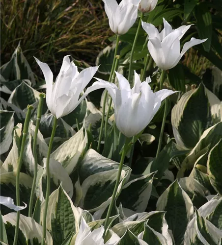 Hosta x fortunei 'Patriot' Hosta x fortunei 'Patriot'