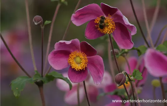Japan-Herbst-Anemone 'Splendens' Japan-Herbst-Anemone 'Splendens'