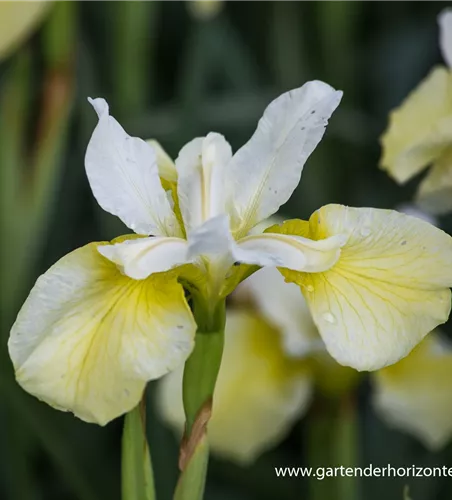 Iris sibirica 'Butter and Sugar' Iris sibirica 'Butter and Sugar'