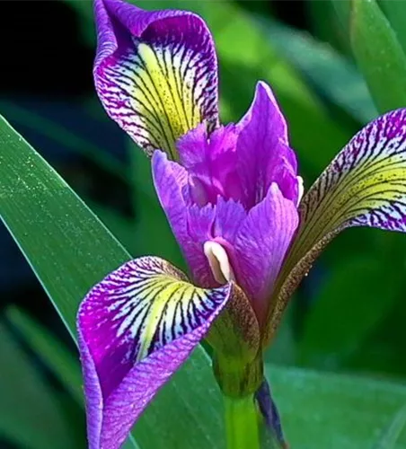 Iris versicolor Iris versicolor