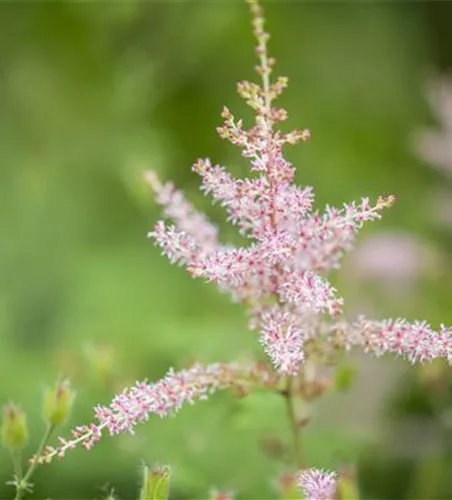 Kahle Garten-Prachtspiere 'Hennie Graafland' Kahle Garten-Prachtspiere 'Hennie Graafland'