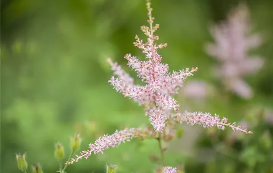 Kahle Garten-Prachtspiere 'Hennie Graafland' Kahle Garten-Prachtspiere 'Hennie Graafland'