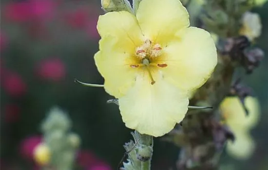 Kandelaber-Königskerze Kandelaber-Königskerze