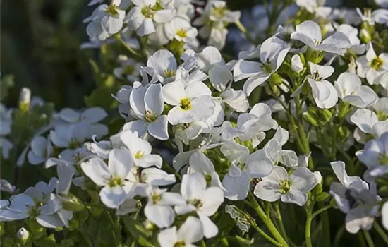 Kaukasus-Gänsekresse 'Little Treasure White' Kaukasus-Gänsekresse 'Little Treasure White'