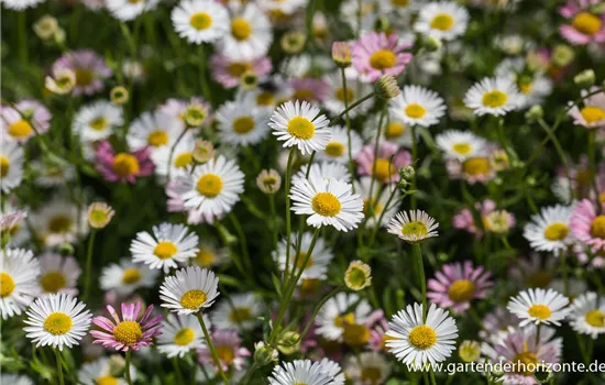 Karwinskis Feinstrahl Karwinskis Feinstrahl