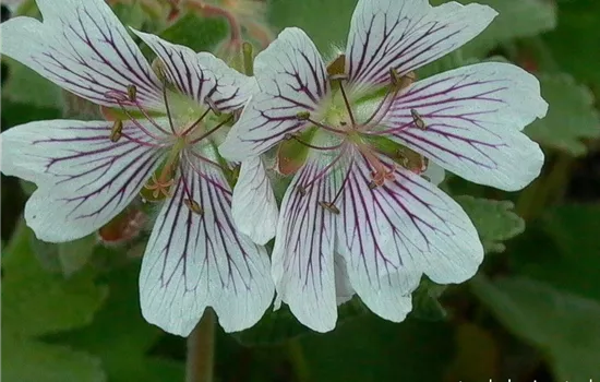 Kaukasus-Storchschnabel