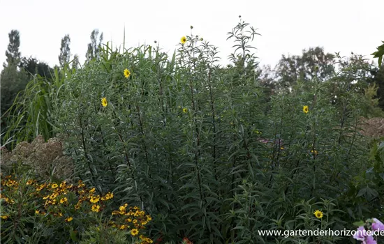 Kellermanns Sonnenblume