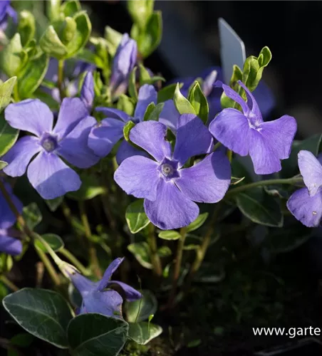 Kleinblättriges Immergrün Kleinblättriges Immergrün