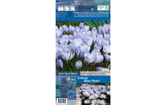 Kleiner Garten-Krokus 'Blue Pearl'
