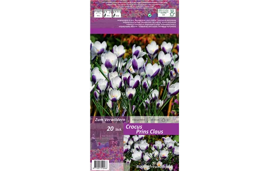 Kleiner Garten-Krokus 'Prins Claus'