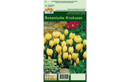 Kleiner Garten-Krokus 'Romance'