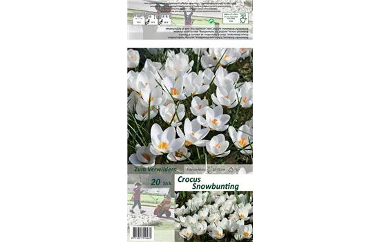 Kleiner Garten-Krokus 'Snow Bunting'