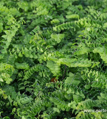 Kleiner Garten-Pfauenradfarn 'Imbricatum' Kleiner Garten-Pfauenradfarn 'Imbricatum'