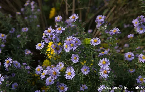 Kleinblütige Herbst-Aster 'Freiburg' Kleinblütige Herbst-Aster 'Freiburg'