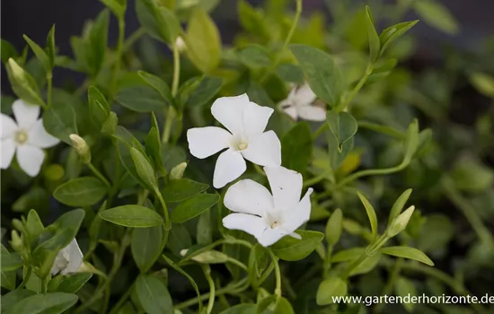 Kleines Garten-Immergrün 'Elisa'(s) Kleines Garten-Immergrün 'Elisa'(s)