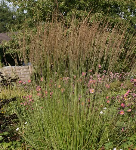 Kleines Garten-Pfeifengras 'Heidebraut' Kleines Garten-Pfeifengras 'Heidebraut'