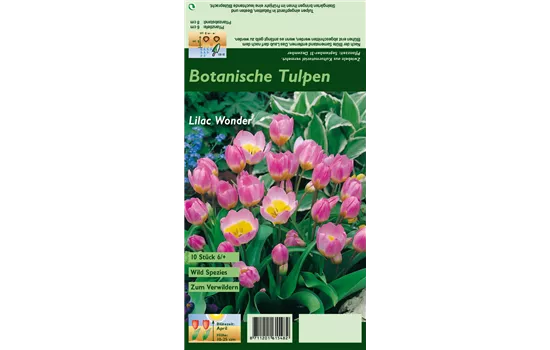 Kretische Tulpe 'Lilac Wonder'