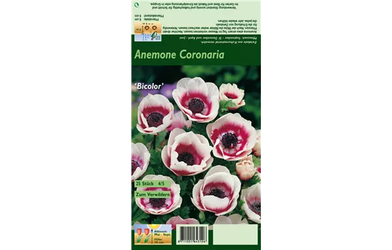 Kronen-Anemone 'De Caen Bicolor'