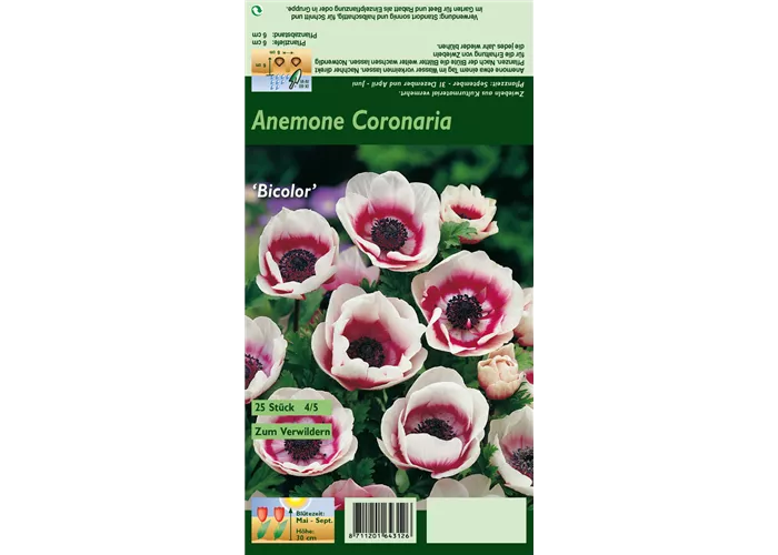Kronen-Anemone 'De Caen Bicolor'