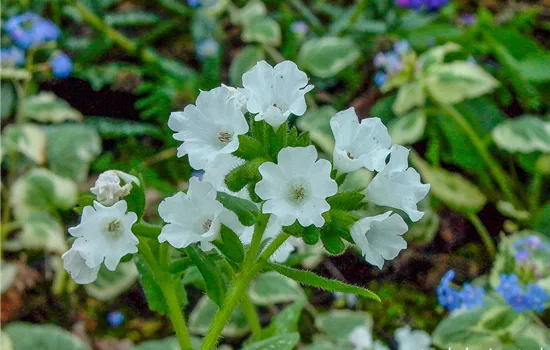 Kleingeflecktes Garten-Lungenkraut 'Sissinghurst White' Kleingeflecktes Garten-Lungenkraut 'Sissinghurst White'