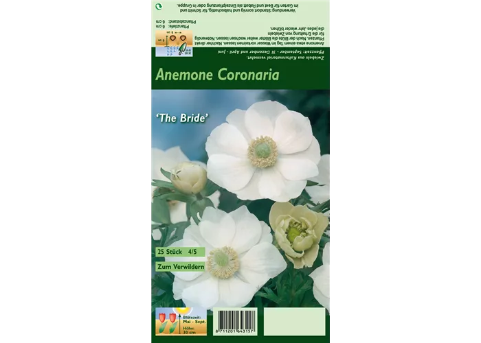 Kronen-Anemone 'De Caen The Bride'