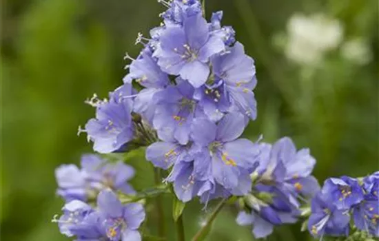 Kriechende Garten-Jakobsleiter 'Blue Pearl' Kriechende Garten-Jakobsleiter 'Blue Pearl'
