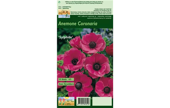 Kronen-Anemone 'Sylphide'