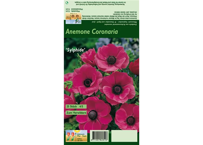 Kronen-Anemone 'Sylphide'