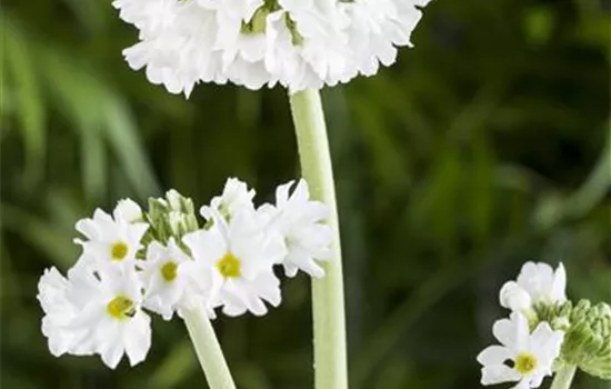 Kugelige Garten-Schlüsselblume 'Alba' Kugelige Garten-Schlüsselblume 'Alba'