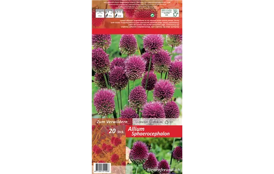 Kugelkopfiger Lauch