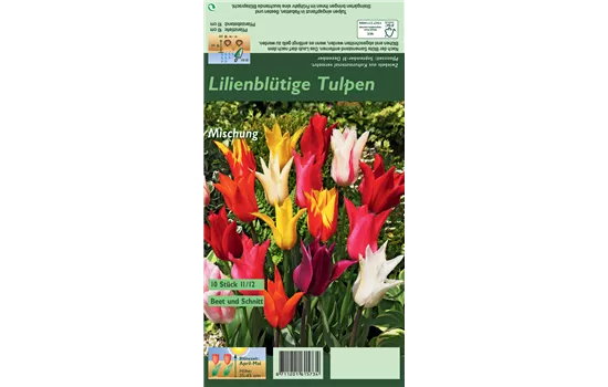 Lilienblütige Tulpe