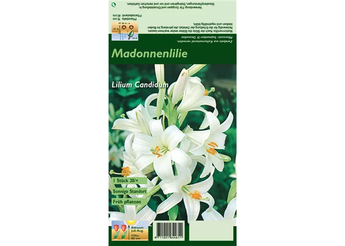 Madonnen-Lilie