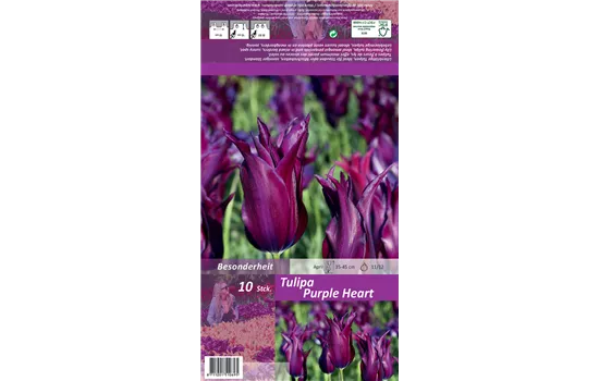 Lilienblütige Tulpe 'Purple Heart'