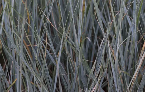 Magellan-Blaugras Magellan-Blaugras