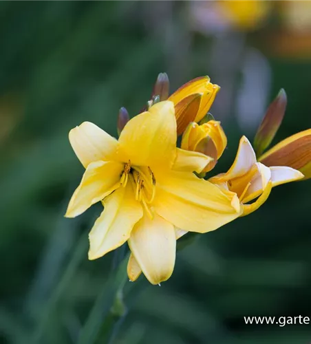 Middendorffs Taglilie Middendorffs Taglilie