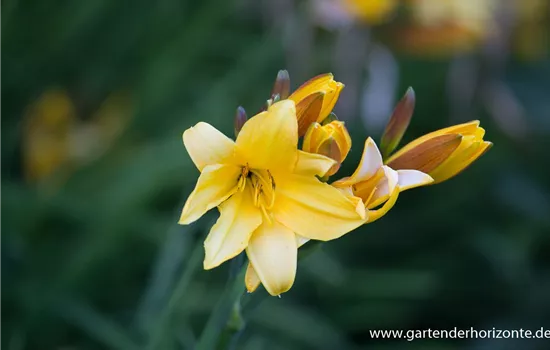 Middendorffs Taglilie Middendorffs Taglilie